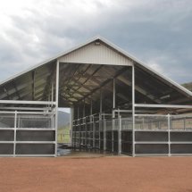 Yearling Mesh Yards Segenhoe Stud