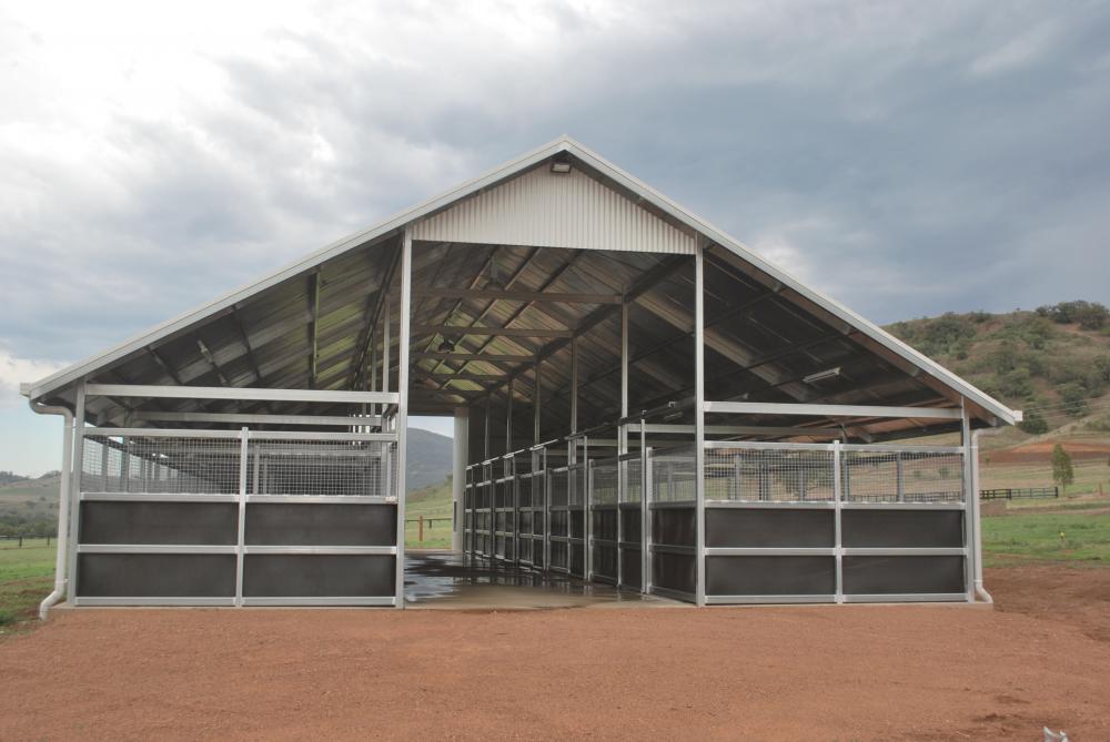 Yearling Mesh Yards Segenhoe Stud