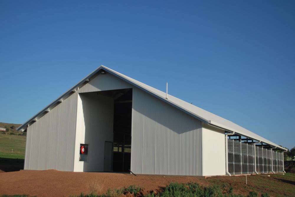 Yearling Mesh Yards Segenhoe Stud